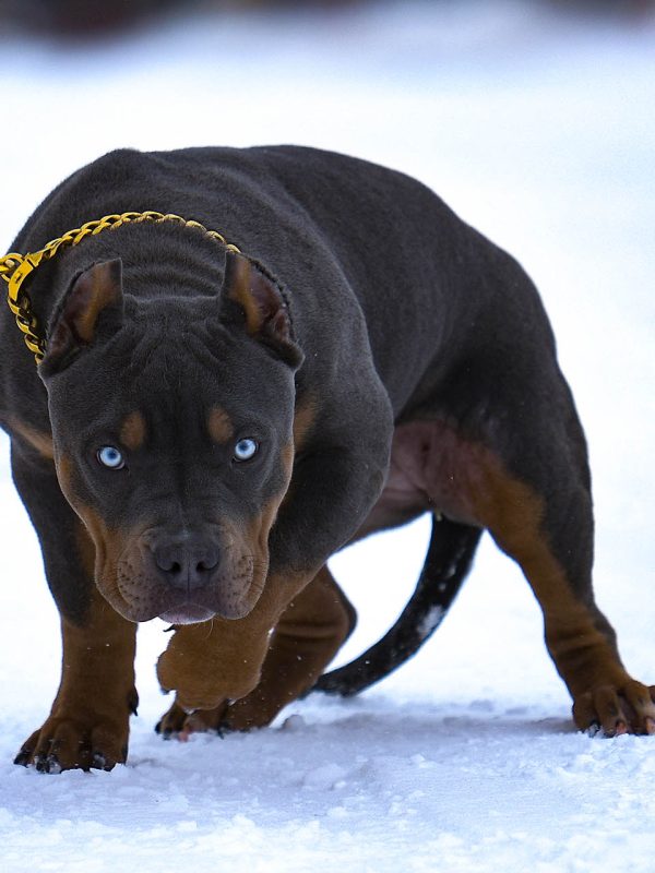 Pitbull puppy for sale